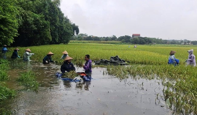 Vĩnh Phúc: Khẩn trương ổn định sản xuất sau mưa lũ (18/09/2024)